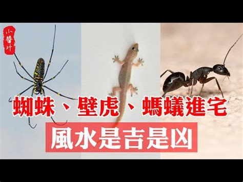 壁虎財運|四腳蛇風水改運指南